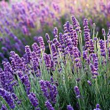 Lavender Seeds – Hardy Early-Blooming Fragrant Variety for Gardens & Borders