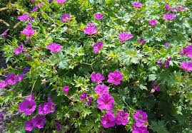 300 semi di geranio | Altamente apprezzati per bellezza e versatilità | Foglie profumate | Piante ornamentali a bassa manutenzione | Ideali per giardini e contenitori