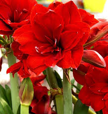 Vibrant Amaryllis Bulbs for a Perfect Garden Ensemble(3 Bulbs in a pack for planting)