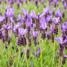 Camphor-Scented Lavender with Tall Spikes & Broad Leaves