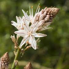 アスフォデルス・アルバスの種子 – 穏やかで手入れの簡単な景観のための白いアスフォデル品種