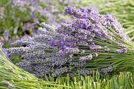 Lavender Seeds – Hardy Early-Blooming Fragrant Variety for Gardens & Borders