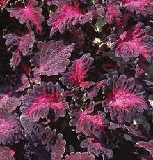 Semillas certificadas de Coleus Black Dragon Lulu - 40 semillas frescas para un color vibrante en el jardín | No transgénico