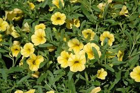 Semillas de flor Calibrachoa amarilla – Flores radiantes para plantar en el jardín