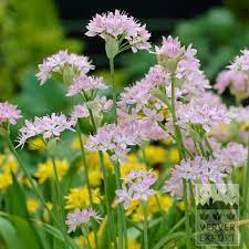 Allium Unifolium Seeds – Premium Ornamental Variety for Charming Garden Blooms