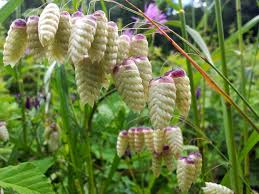 Semillas Briza Maxima – Variedad ornamental de hierba temblorosa para plantación en jardín