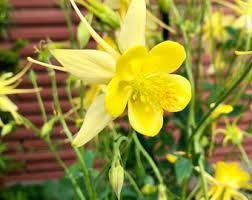Aquilegia Flavescens Seeds – Variedad rara de Aquilegia amarilla para jardinería y paisajismo