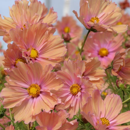 Peach Cosmos Flower Seeds ,Soft Pastel Blooms for a Charming Garden