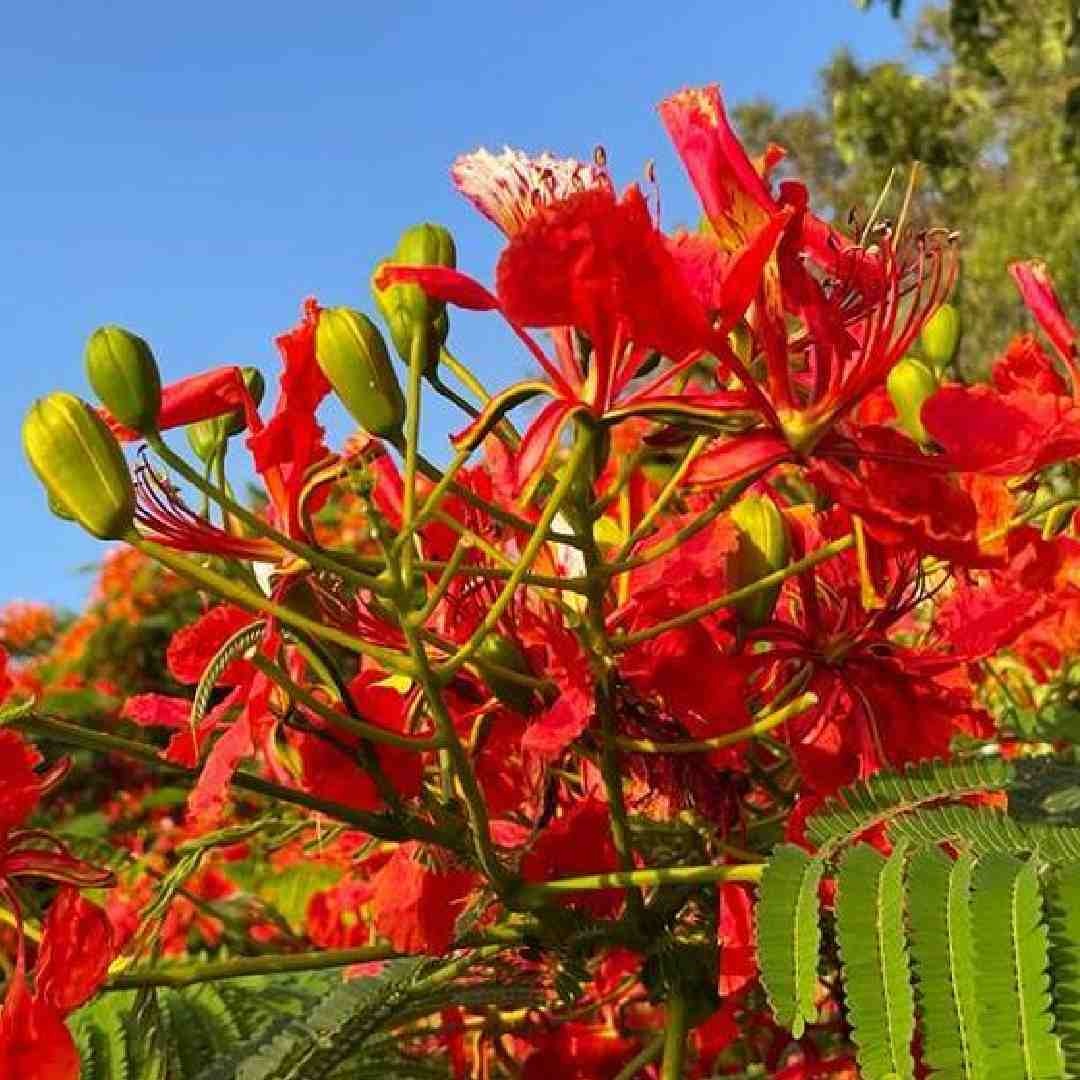 Semi di Albero della Fiamma Flamboyant, Delonix Regia per Piantare