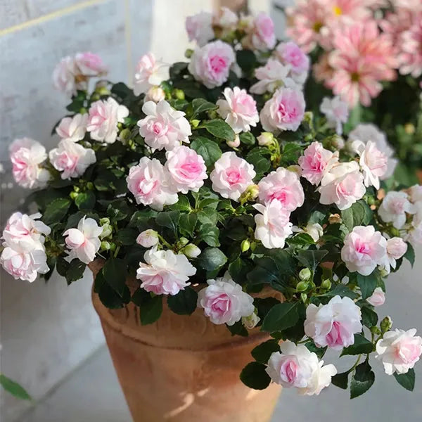 Impatiens Double Camellia flower seeds