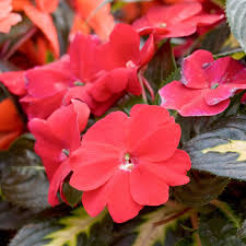 Impatiens Seeds for Garden Borders and Planter Displays