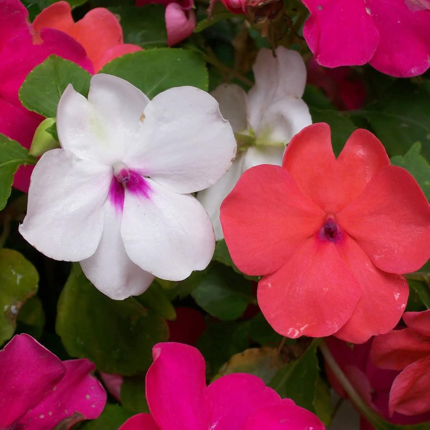 Impatiens seeds growing in garden beds and borders