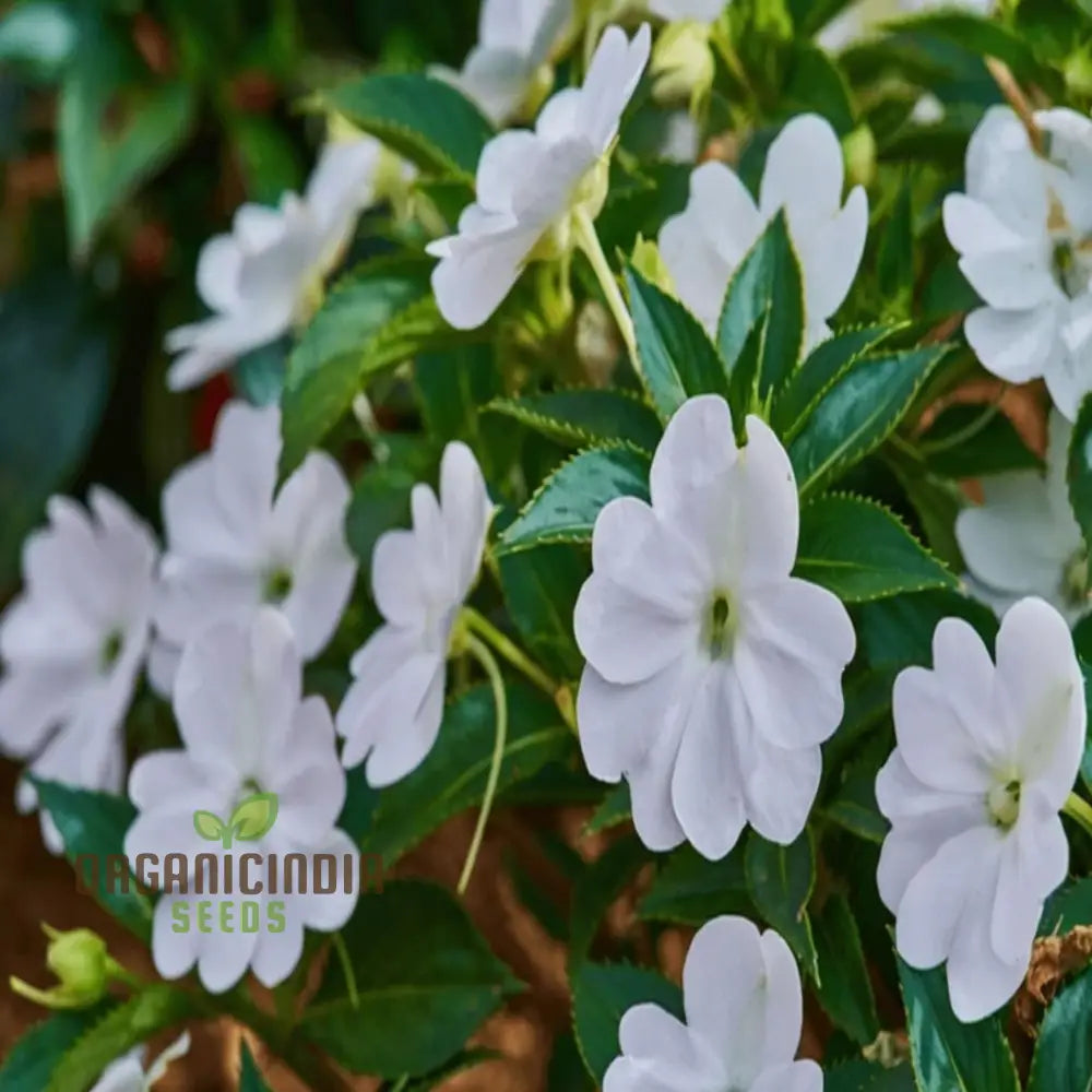 Impatiens Walleriana ’Busy Lizzie’ Flower Seeds Baby Series White – Vibrant Blossoms For Your Garden