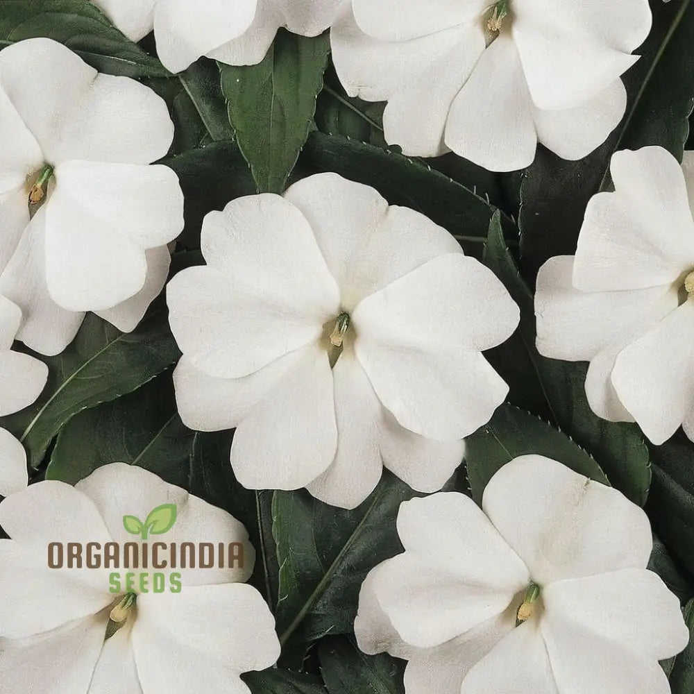 Impatiens Walleriana ’Busy Lizzie’ Flower Seeds Baby Series White – Vibrant Blossoms For Your Garden
