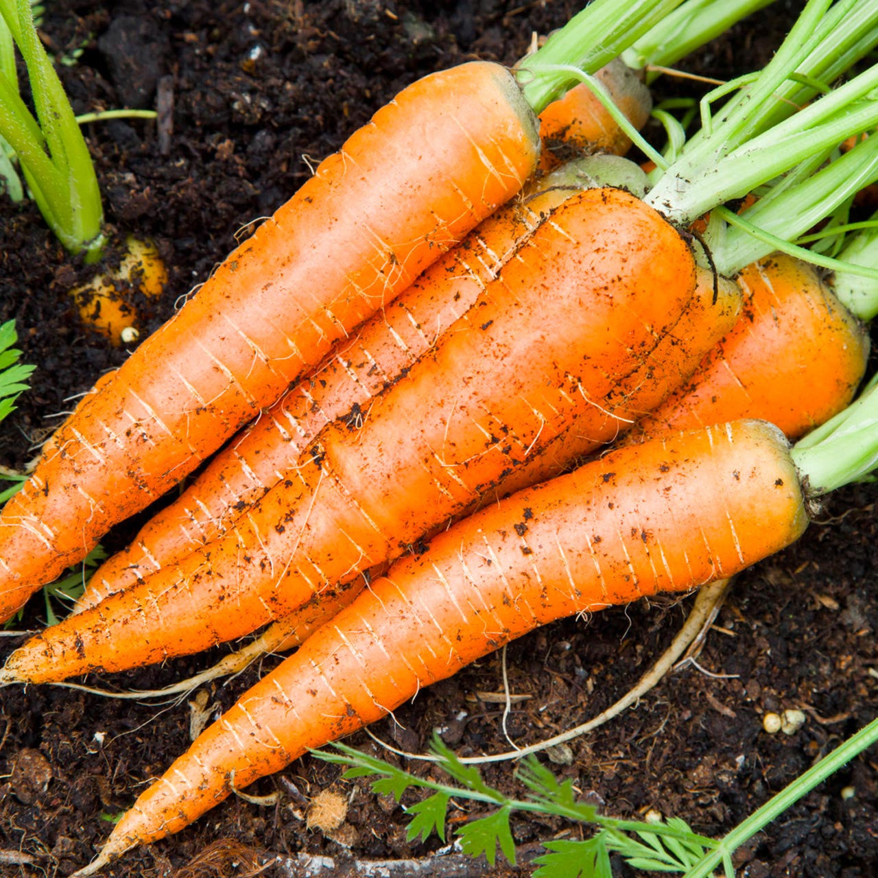 Imperator 58 Carrot Seeds for Planting, Heirloom Sweet Crisp Variety