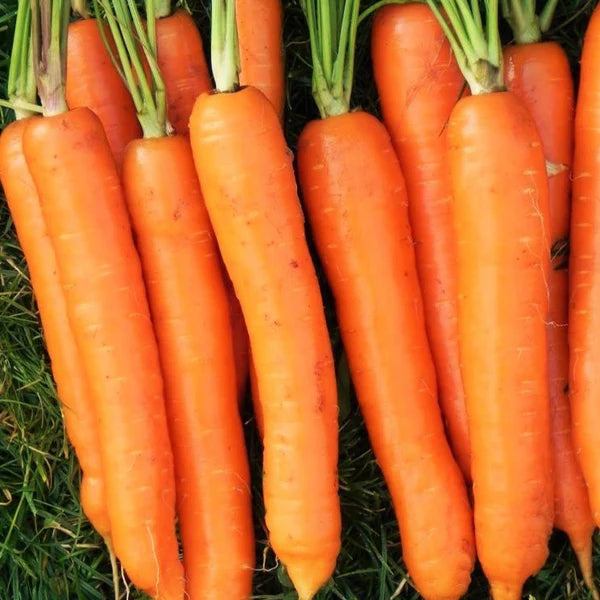 Fresh Harvested Imperator 58 Carrots, Sweet and Crisp Roots