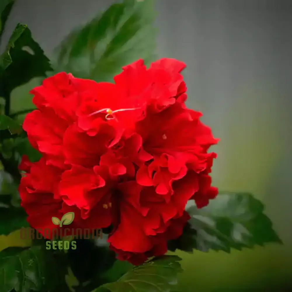 Imported hibiscus flower seeds bright red blooms
