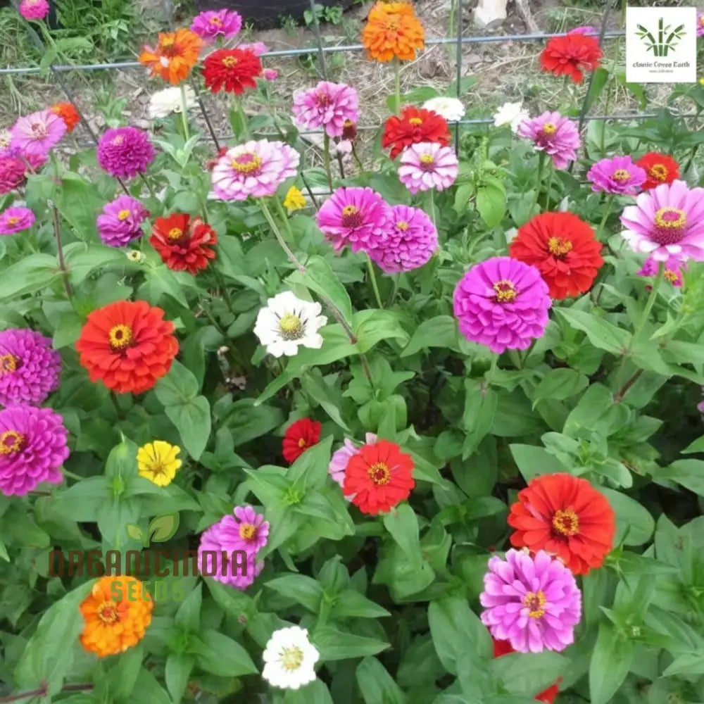 Imported Zinnia Mixed Flower Seeds Vibrant Colors Long Blooming Season Ideal For Garden Seeds