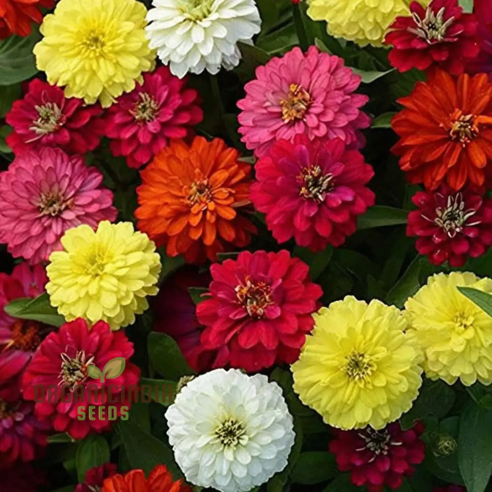 Imported Zinnia Mixed Flower Seeds Vibrant Colors Long Blooming Season Ideal For Garden Seeds
