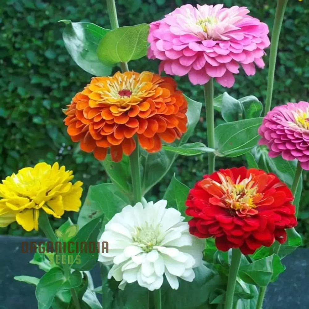 Imported Zinnia Mixed Flower Seeds Vibrant Colors Long Blooming Season Ideal For Garden Seeds