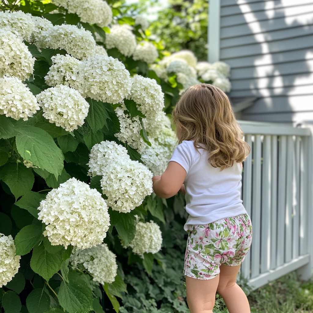 Incrediball Hydrangea with massive white blooms in garden