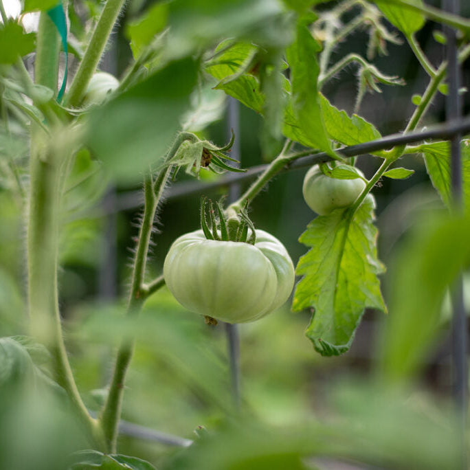 Indeterminate Tomato Plant from Heirloom & Hybrid Seeds