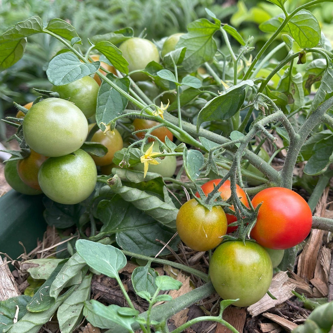 Indeterminate Tomato Seeds Vining Heirloom & Hybrid High-Yield Variety