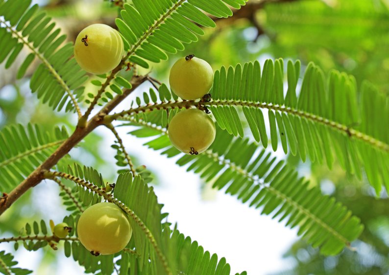 Indian Gooseberry Trees Growing in Orchard Setting
