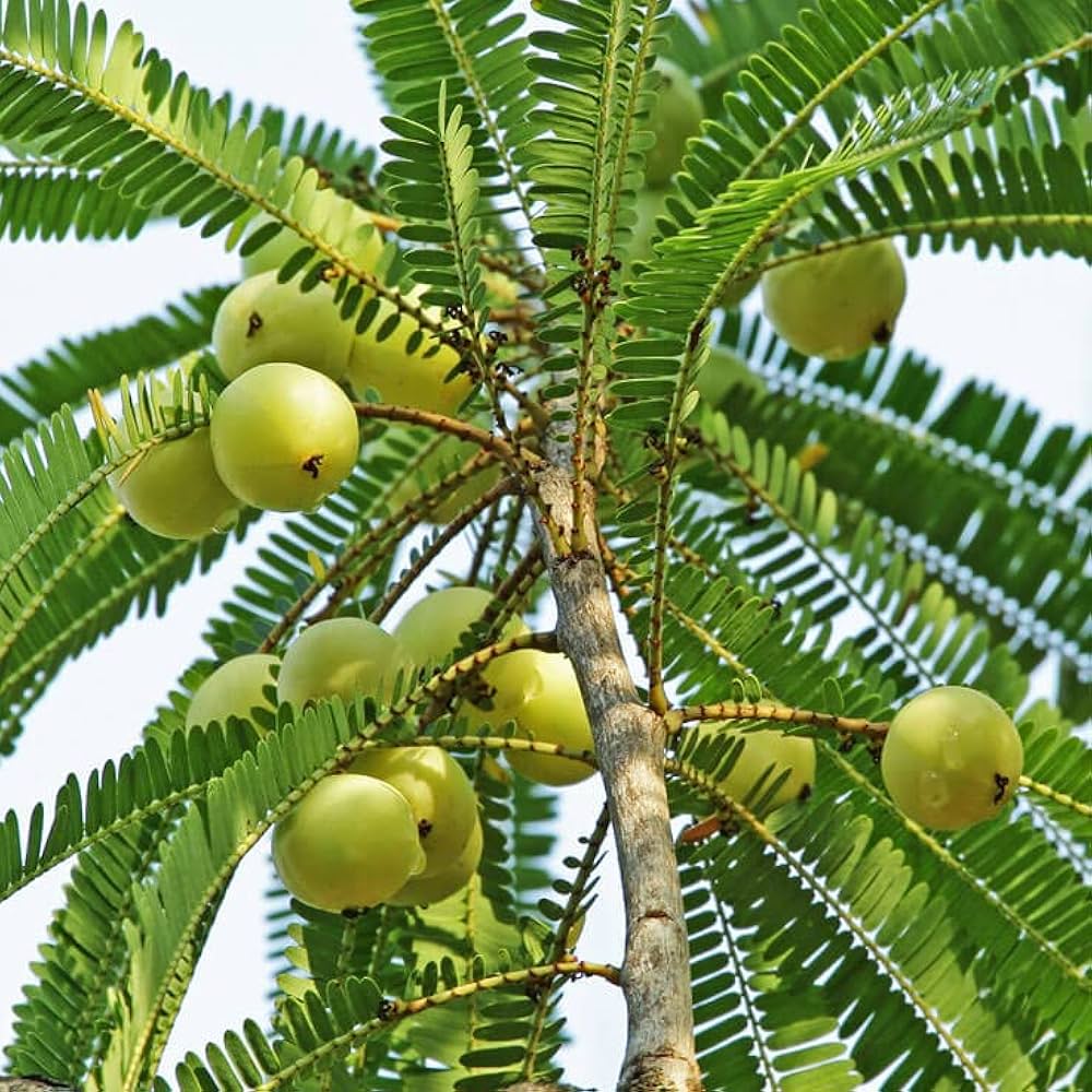 Mature Indian Gooseberry Tree with Foliage