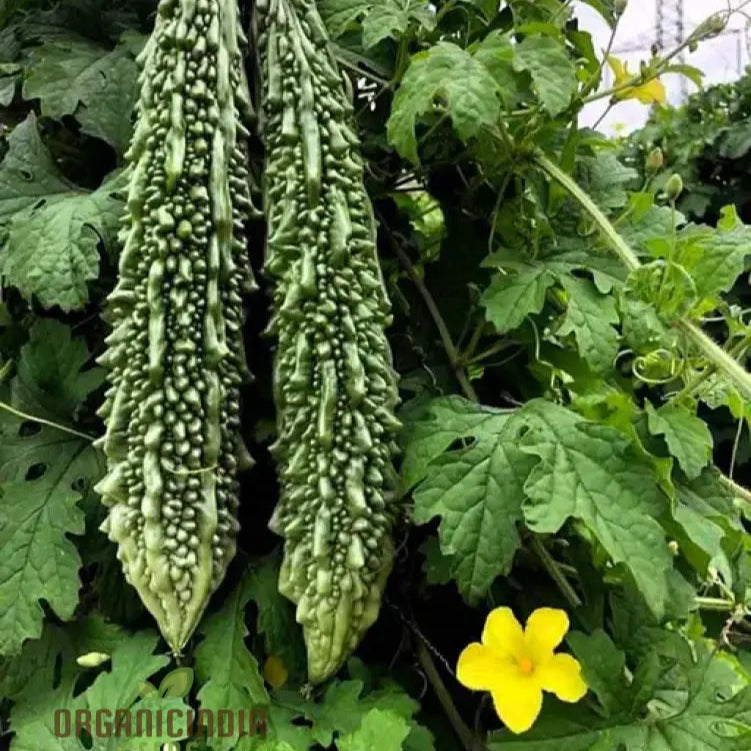 Indian Magara F1 Bitter Melon Seeds for Planting, Non-GMO Vegetable Seeds