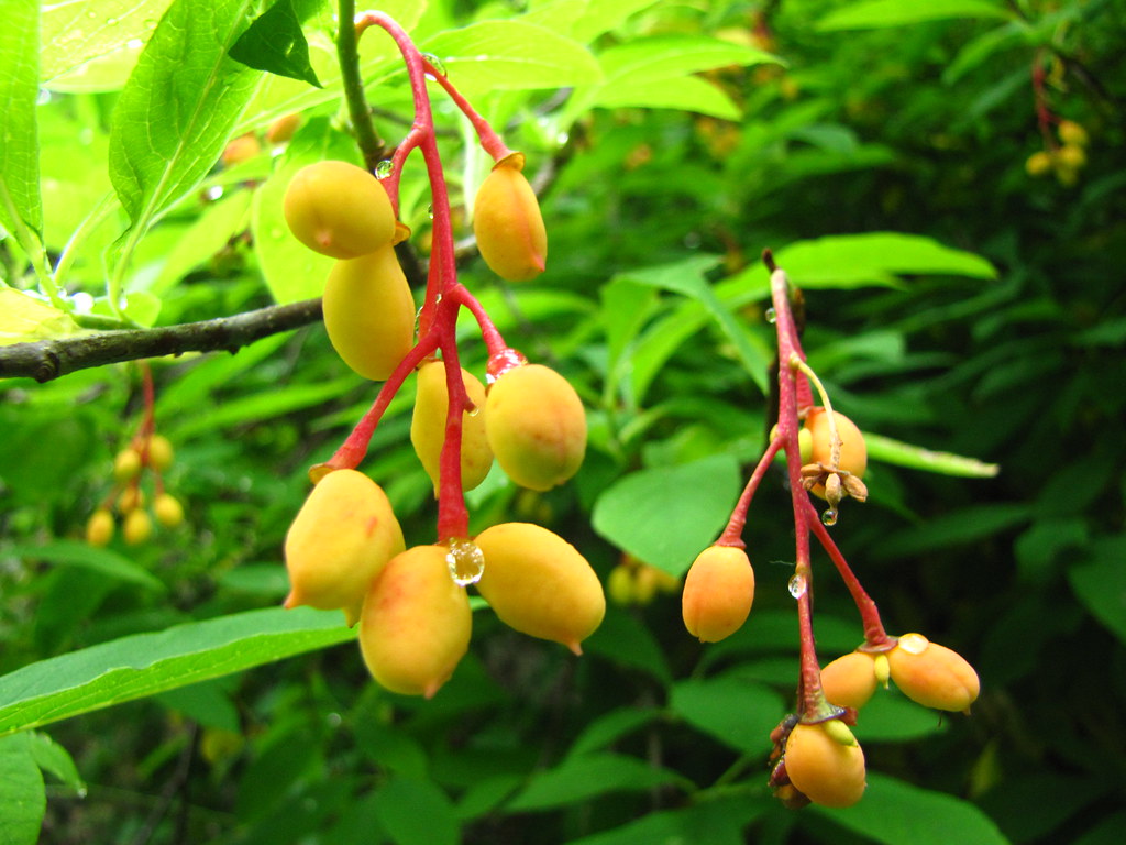 Indian Plum Plant Growing from Seeds – Early Spring Flowering Shrub