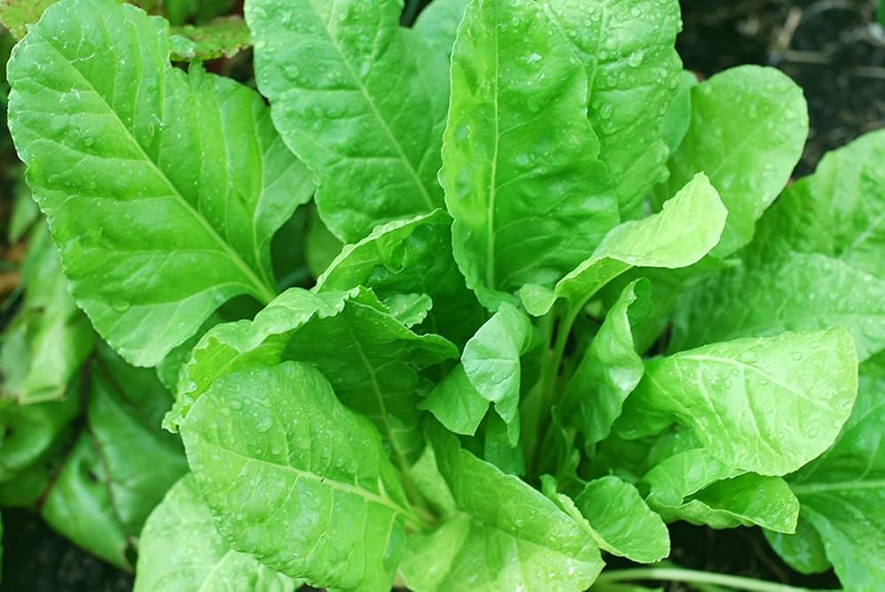 Mature Indian Summer Spinach Plant with Tender Leaves from Seeds