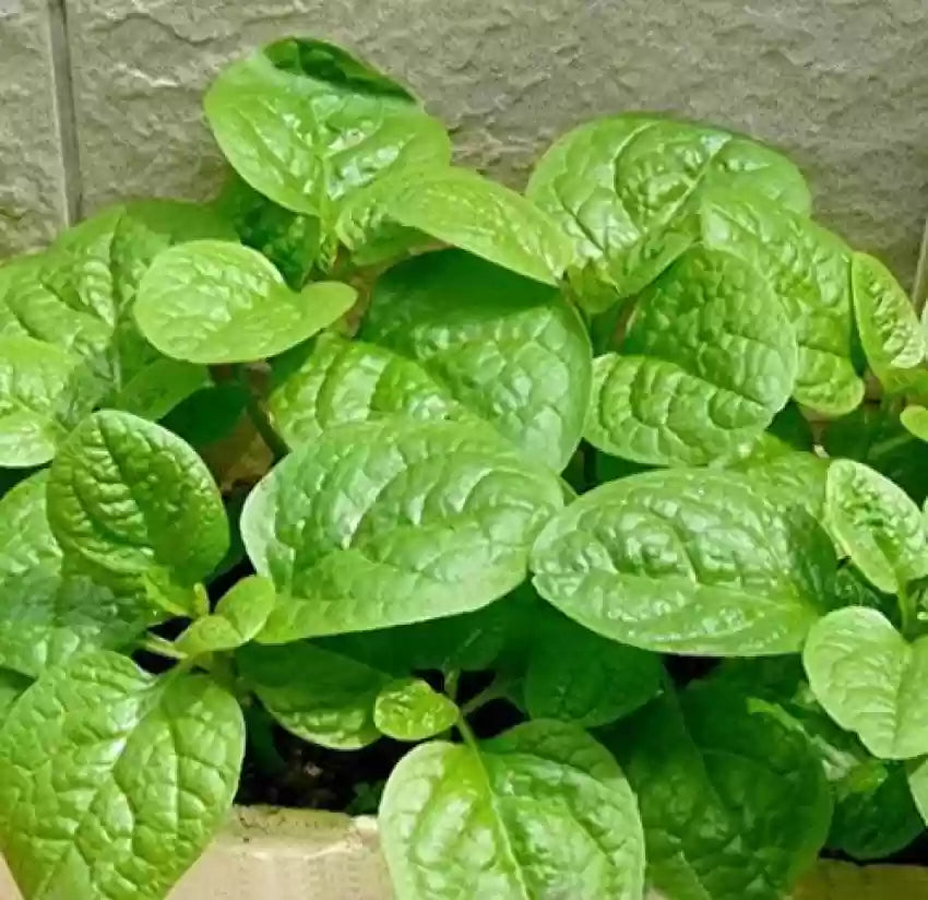 Indian Summer Spinach Seeds for Planting, Heirloom Fast-Growing Nutritious Greens