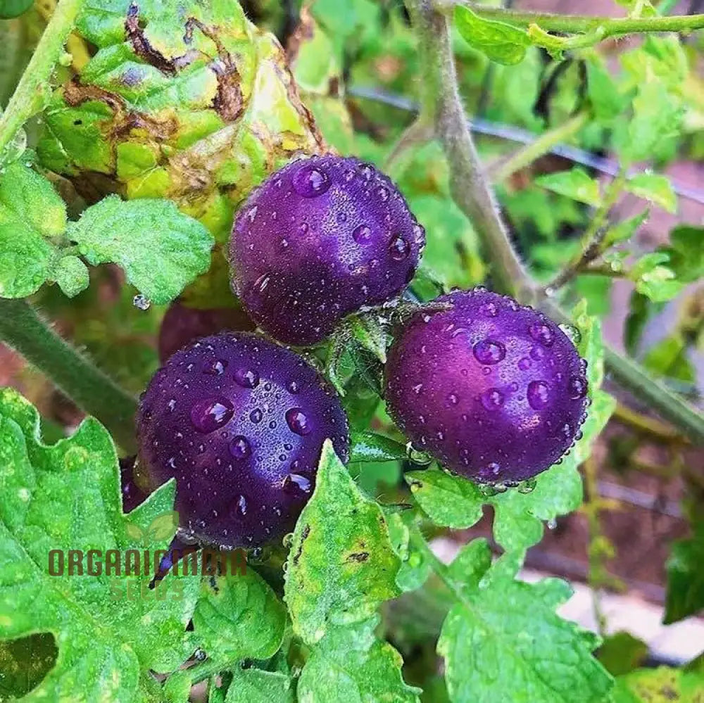 Indigo Blue Berries Tomato Plant from Seeds, High-Yield Tomato Variety