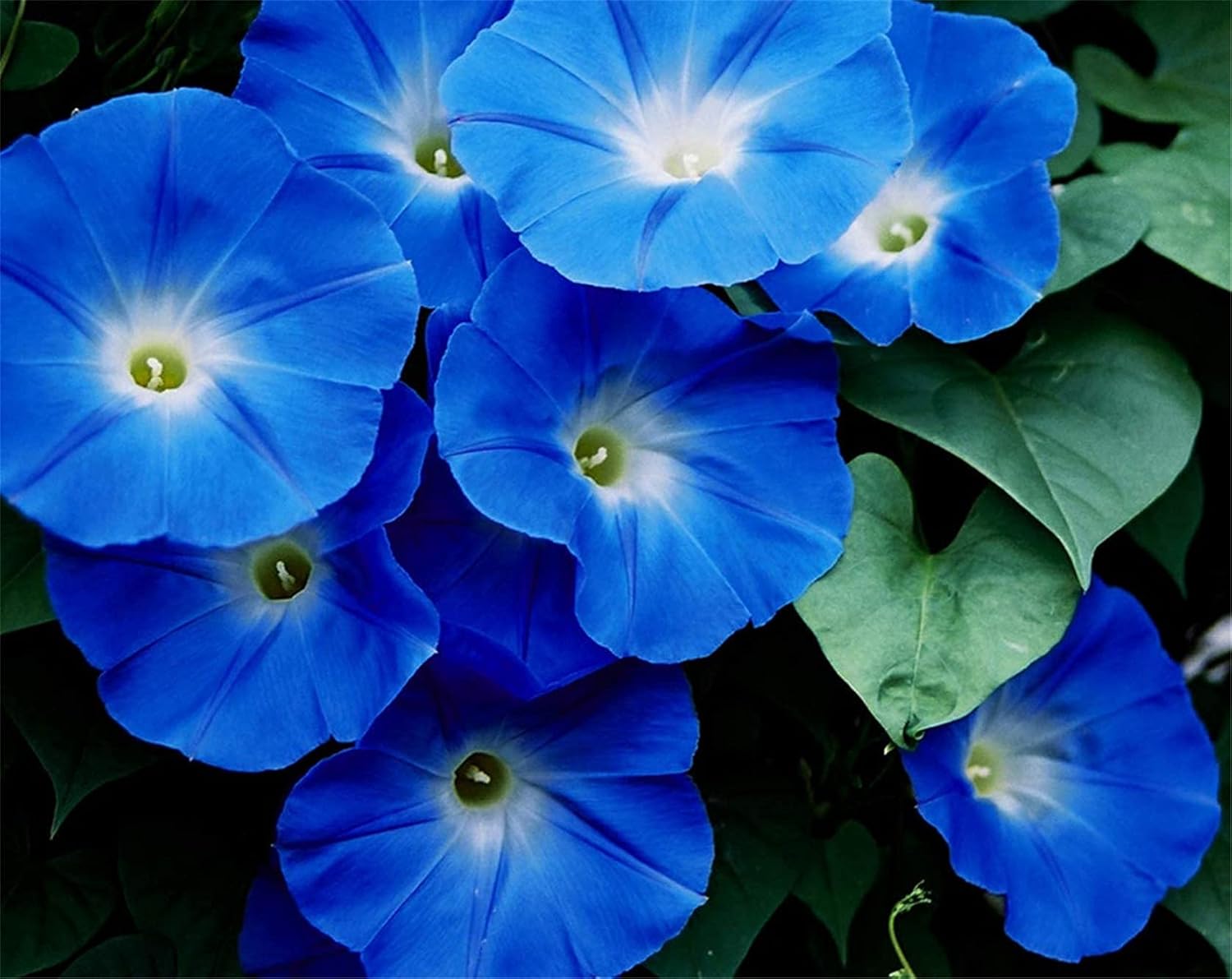 Mature Indigo Blue Petunia Flowers, Bold Vibrant Garden Blooms