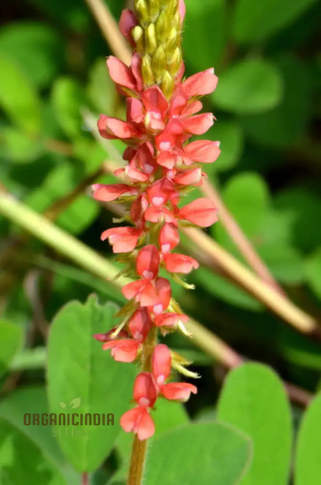 Indigofera Hirsuta Seeds: Gardening Tips Care Guide And Growing Advice For Longevity
