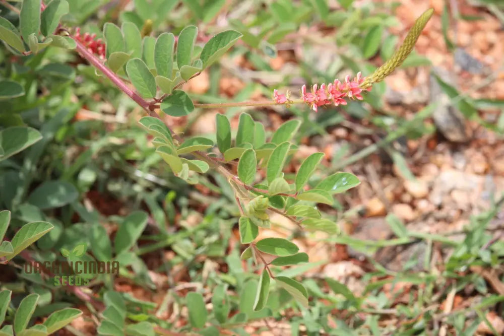 Indigofera Hirsuta Seeds: Gardening Tips Care Guide And Growing Advice For Longevity