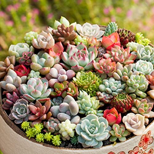 Hens and Chicks Succulent Seeds for Indoor Decorative Pots