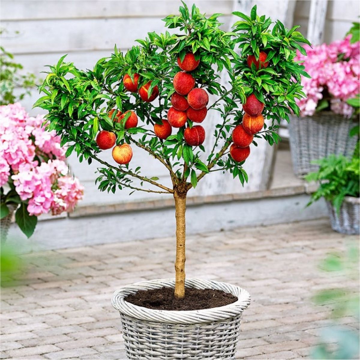 Indoor Dwarf Peach tree bearing sweet fruit