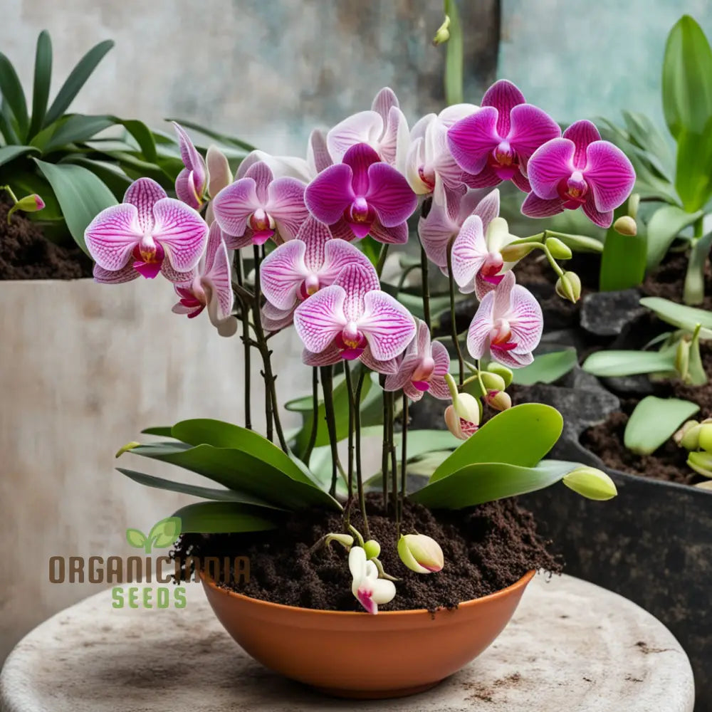 Indoor Phalaenopsis orchid plants growing in pots