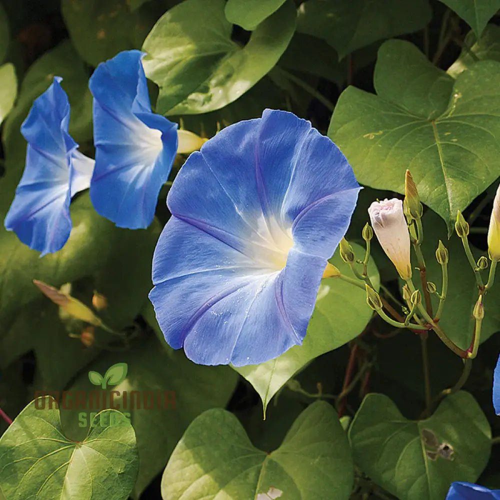 Ipomoea Tricolor Heavenly Blue Flowers