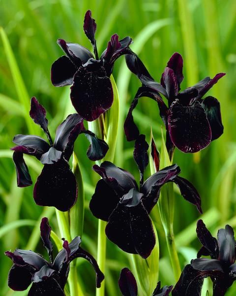 Close-up of black Iris Chrysographes bloom