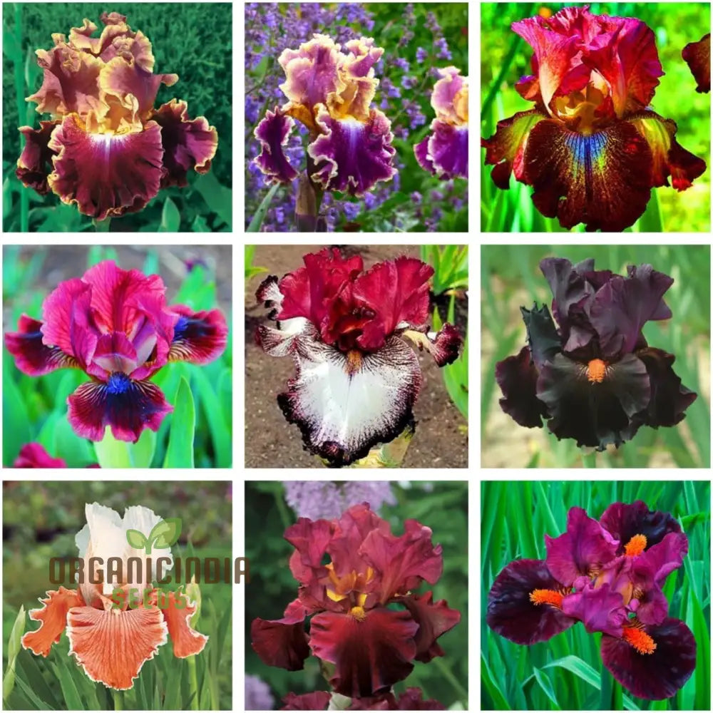 Iris Flower Seeds for Planting