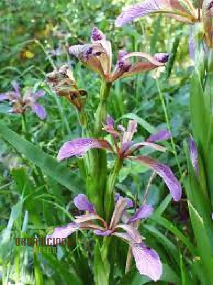 Iris Foetidissima Seeds - Gardening Enthusiast’s Choice For Hardy Perennial Beauty