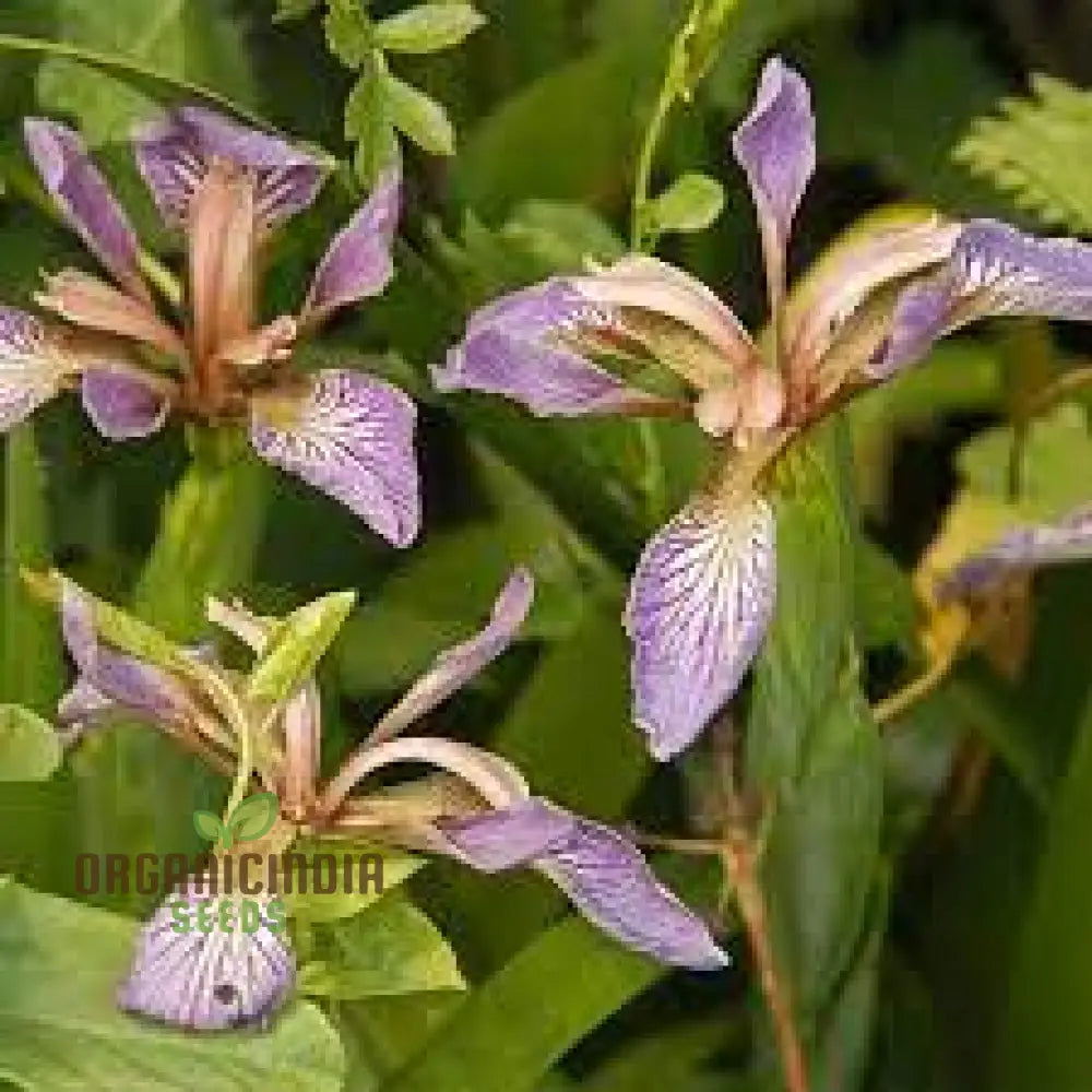 Iris Foetidissima Seeds - Gardening Enthusiast’s Choice For Hardy Perennial Beauty