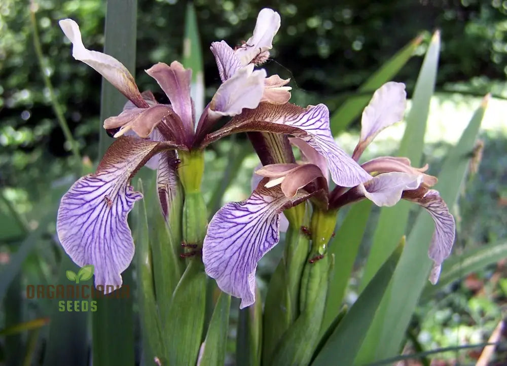 Iris Foetidissima Seeds - Gardening Enthusiast’s Choice For Hardy Perennial Beauty