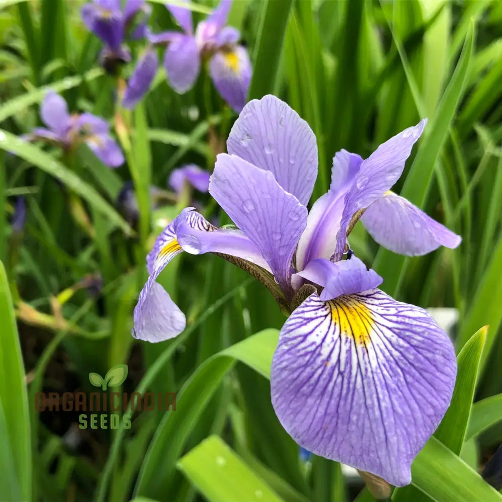 Iris Versicolor Seeds – Elevate Your Gardening Experience With Elegant Vibrant Blooms!