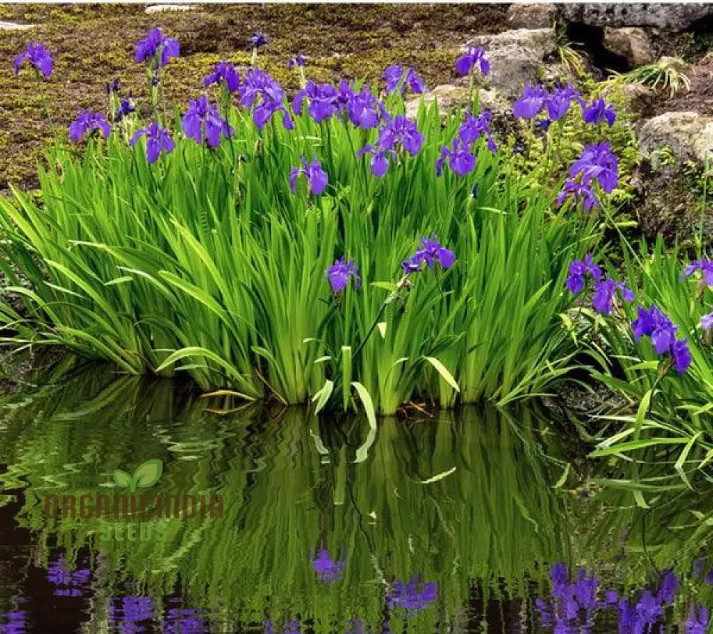 Iris Versicolor Seeds – Elevate Your Gardening Experience With Elegant Vibrant Blooms!