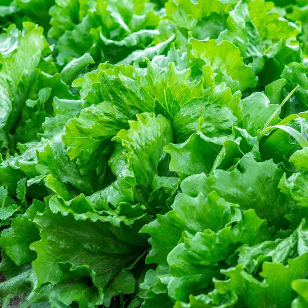 Closeup of Isira Split Pills Lettuce Leaves from Seeds