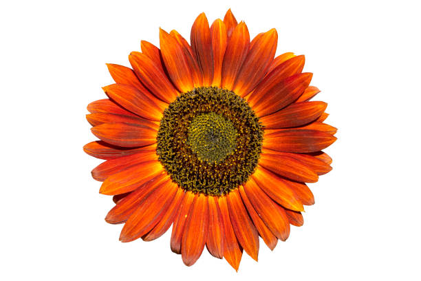 Semillas de Girasol Naranja Intenso – Flores Audaces y Ardientes para Jardines y Polinizadores